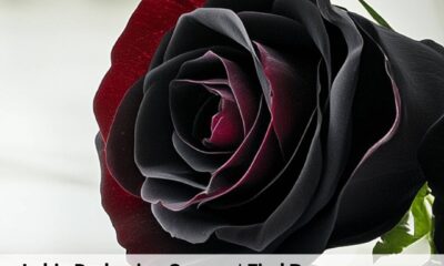 Labia Darkening Causes Find Reasons